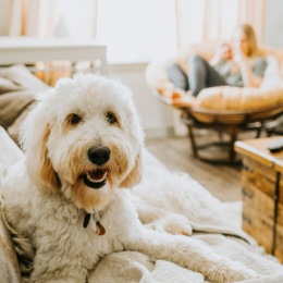 a dog on a couch in a living room with a person sitting on a chair in the background
